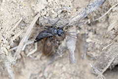 Tachysphex nigerrimus