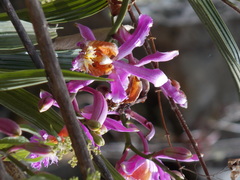 Sobralia dichotoma