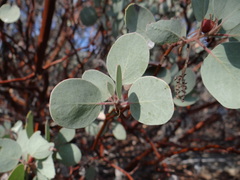 Arctostaphylos viscida mariposa