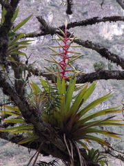Tillandsia fendleri
