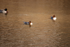 Mergus merganser