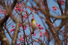 Zosterops japonicus loochooensis