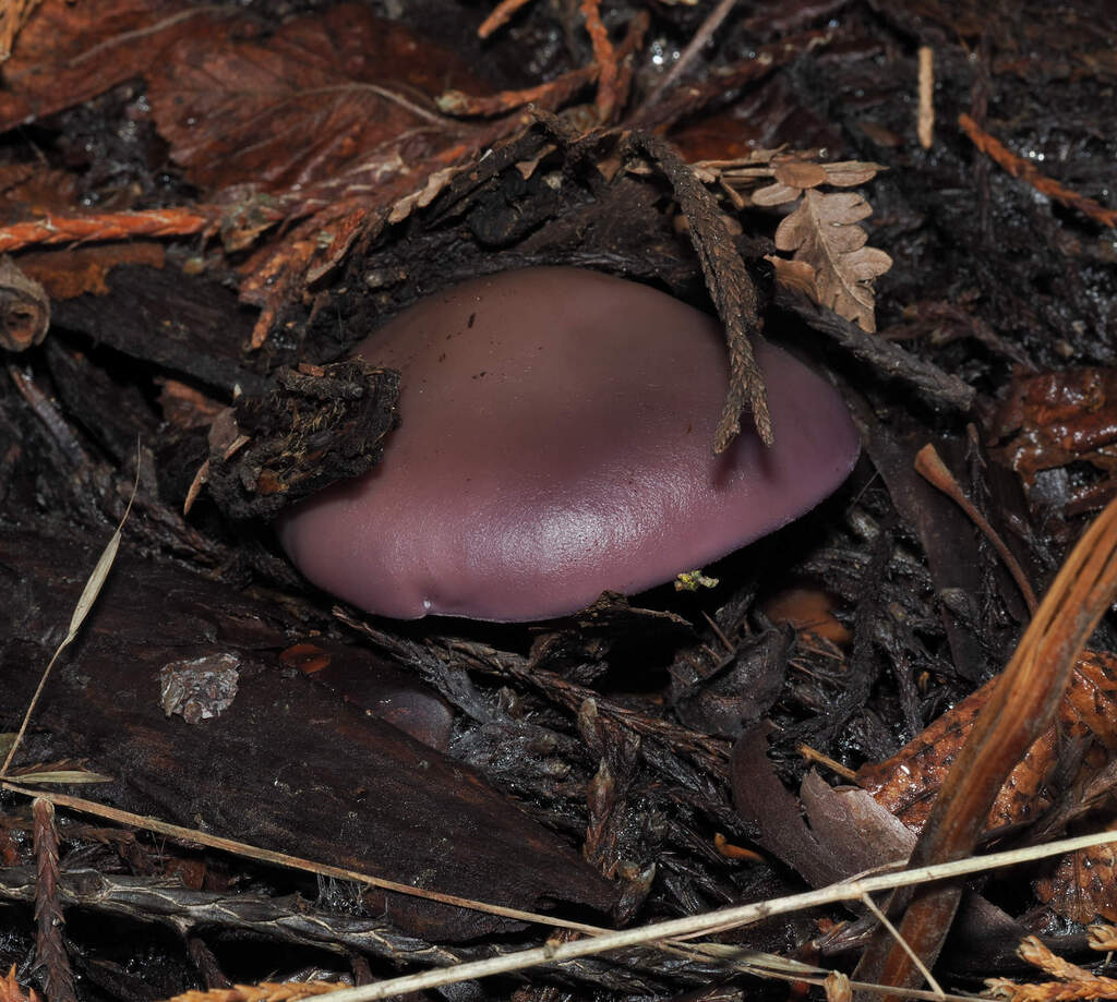 Collybia nuda · December 2025 · photo: © wendybirds (iNaturalist, cc-by)