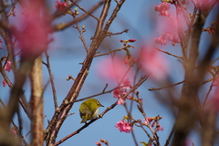 Zosterops japonicus loochooensis