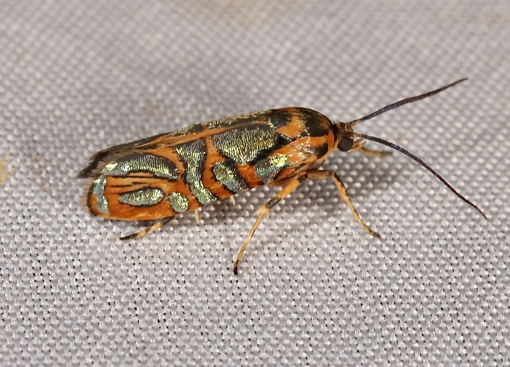 Cotaena