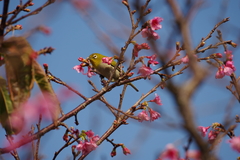 Zosterops japonicus loochooensis