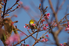 Zosterops japonicus loochooensis