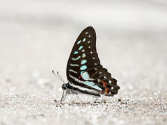 Graphium meyeri