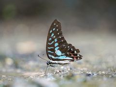 Graphium meyeri