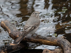 Townsend's Solitaire photo 4