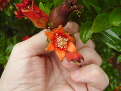 Punica