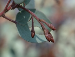 Arctostaphylos viscida mariposa