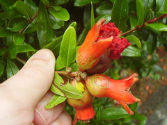 Punica
