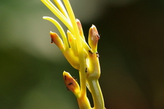 Technomyrmex brunneus