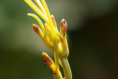 Technomyrmex brunneus