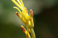 Technomyrmex brunneus