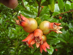 Punica
