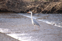 Ardea cinerea