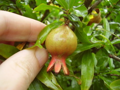 Punica