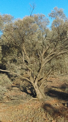 Acacia cambagei
