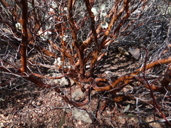Arctostaphylos viscida mariposa