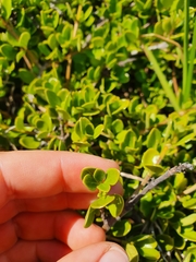 Coprosma neglecta