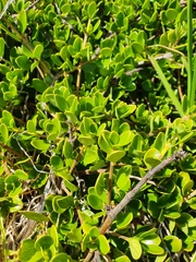 Coprosma neglecta