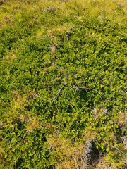 Coprosma neglecta