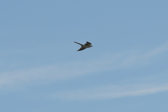 Urodynamis taitensis