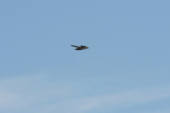 Urodynamis taitensis