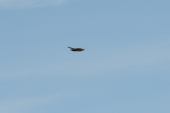 Urodynamis taitensis