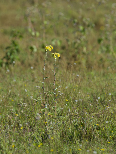 Helichrysum foetidum observed 2025-12-25