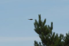 Urodynamis taitensis