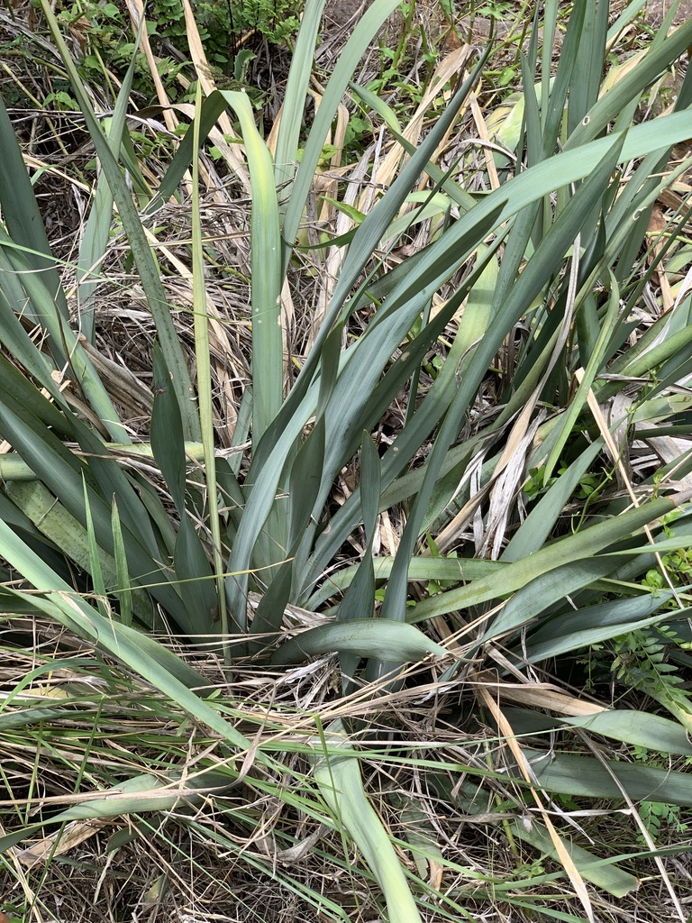 Yellow Wood Iris