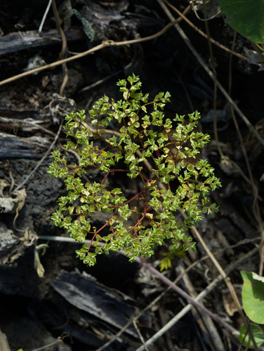 Euphorbia peplus observed 2025-12-25