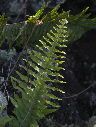 Nephrolepis brownii observed 2025-12-25