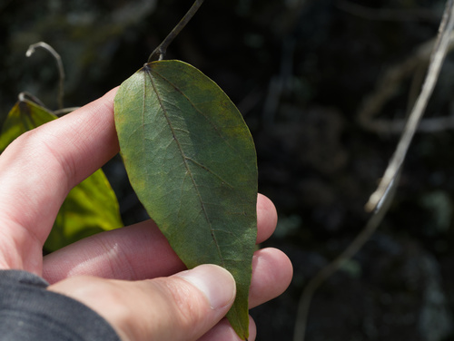 Cocculus orbiculatus observed 2025-12-25