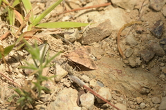 Uresiphita maorialis