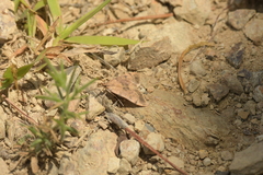 Uresiphita maorialis