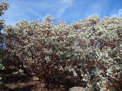 Arctostaphylos viscida mariposa