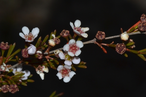 Astartea fascicularis, photograph 2