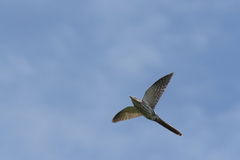 Urodynamis taitensis