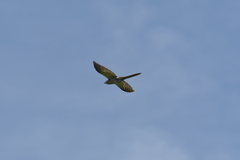 Urodynamis taitensis