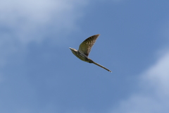 Urodynamis taitensis