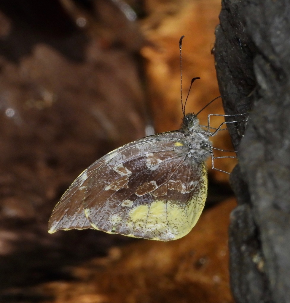 Frosted Mimic-White