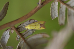 Gymnobathra flavidella