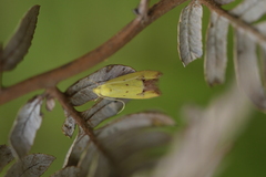 Gymnobathra flavidella