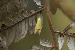 Gymnobathra flavidella