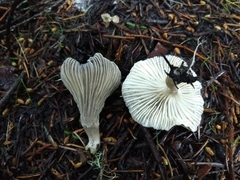 Spodocybe trulliformis