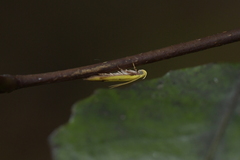 Gymnobathra flavidella